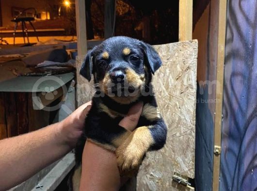 Rottweiler Yavrularımız Evinizin Neşesi Olacaktır görsel