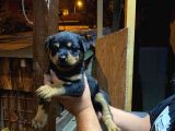 Rottweiler Yavrularımız Evinizin Neşesi Olacaktır