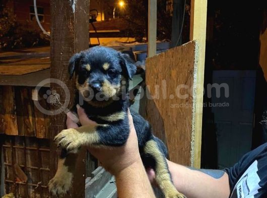Rottweiler Yavrularımız Evinizin Neşesi Olacaktır görsel
