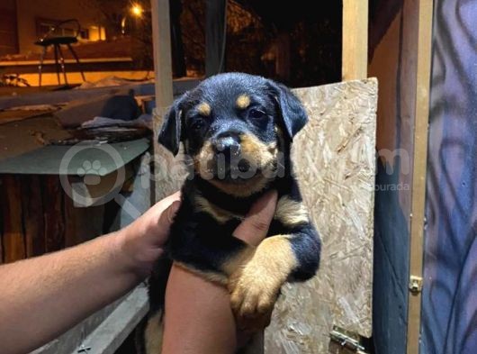 Rottweiler Yavrularımız Evinizin Neşesi Olacaktır görsel