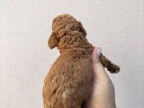 Poddle Bebeklerimiz