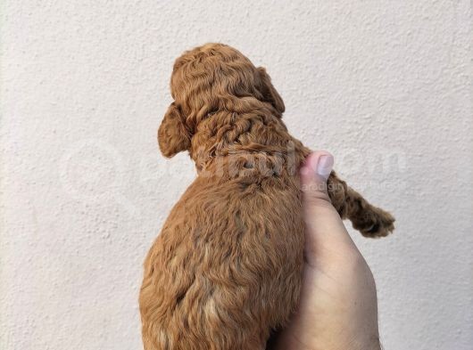 Poddle Bebeklerimiz görsel