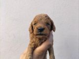 Poddle bebeklerimiz