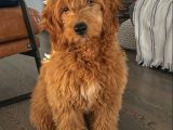 Labradoodle Terapi Köpeği Orjinal Tüy Dökmez Dev Minyatür