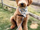 Labradoodle terapi Köpeği Orjinal Tüy dökmez dev Minyatür