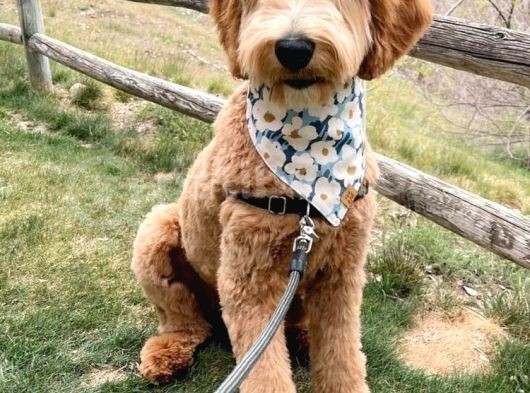 Labradoodle Terapi Köpeği Orjinal Tüy Dökmez Dev Minyatür
