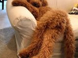 Labradoodle Terapi Köpeği Orjinal Tüy Dökmez Dev Minyatür