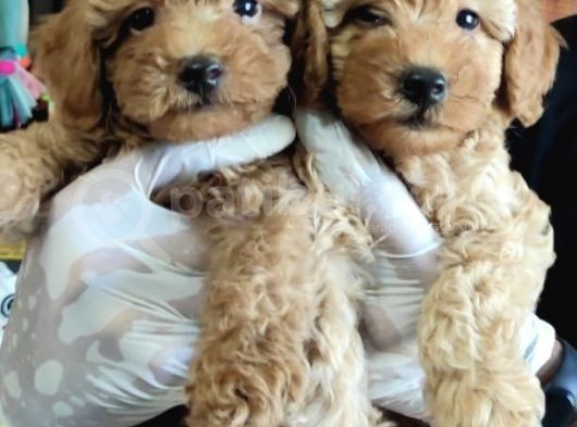 Muhteşem Toy Poodle Bebekler A Scrli̇ görsel