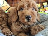 Muhteşem Toy Poodle Bebekler A Scrli̇
