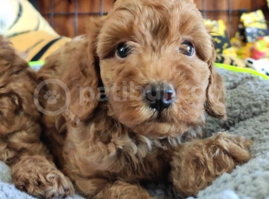 Muhteşem Toy Poodle Bebekler A Scrli̇ görsel