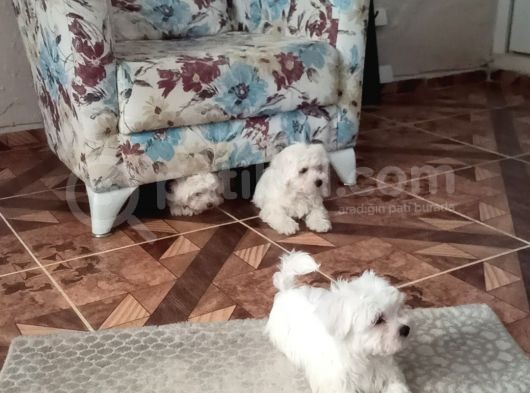 Sevimli Ev Arkadaşları görsel