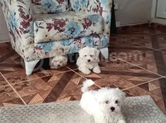 Sevimli Ev Arkadaşları