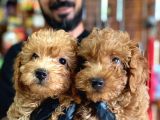 Muhteşem Toy Poodle Bebekler A Scrli̇