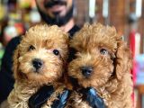 Muhteşem Toy Poodle Bebekler A Scrli̇