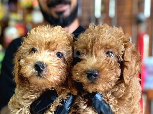 Muhteşem Toy Poodle Bebekler A Scrli̇ görsel