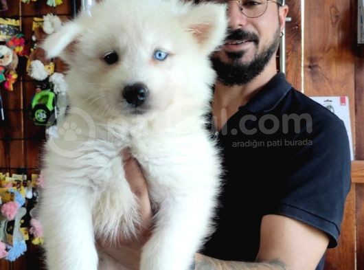 Ayi̇ Yavrusu Samoyed A Kali̇te Irk görsel