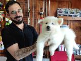 AYİ YAVRUSU SAMOYED A KALİTE IRK