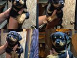 Rottweiler Yavrularımız Evinizin Neşesi Olacaktır