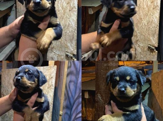 Rottweiler Yavrularımız Evinizin Neşesi Olacaktır