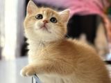 Saf Kan British Shorthair
