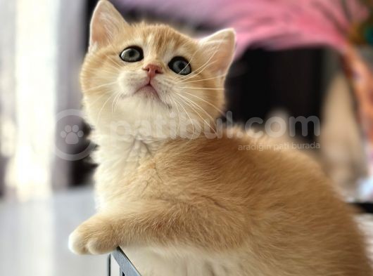 Saf Kan British Shorthair görsel