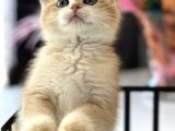 Saf Kan British Shorthair