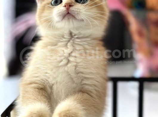 Saf Kan British Shorthair görsel