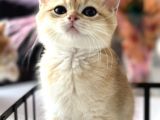 Saf Kan British Shorthair