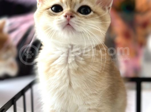 Saf Kan British Shorthair görsel