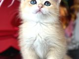 Saf Kan British Shorthair