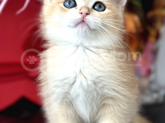 Saf Kan British Shorthair görsel