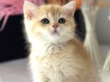 Saf kan British shorthair