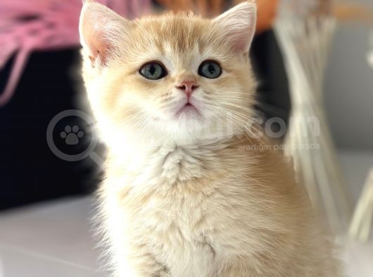 Saf Kan British Shorthair