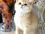 Saf Kan British Shorthair