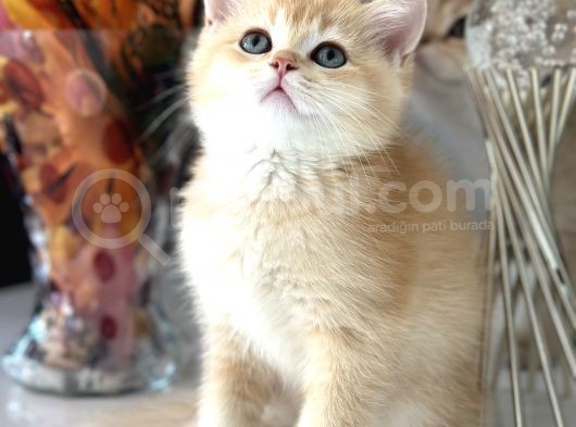Saf Kan British Shorthair görsel