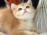 Saf Kan British Shorthair