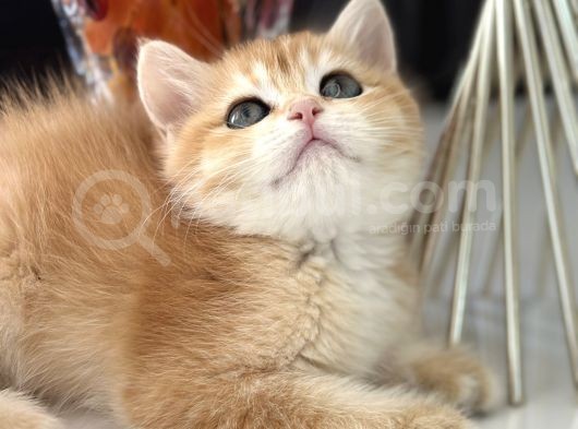 Saf Kan British Shorthair görsel