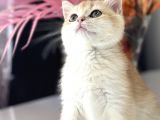 Saf Kan British Shorthair