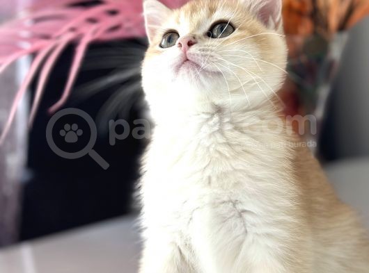 Saf Kan British Shorthair görsel