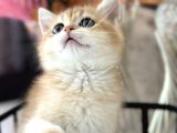 Saf Kan British Shorthair