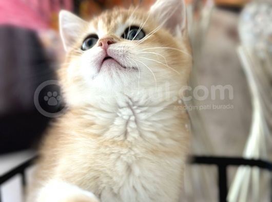 Saf Kan British Shorthair görsel