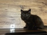 4 Erkek Kardeş British Shorthair