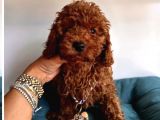 PİYASANIN EN UYGUN FİYATLI SAFKAN TOY POODLE YAVRULARI