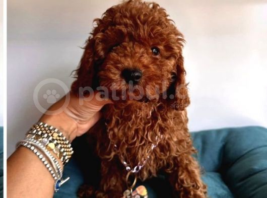Pi̇yasanin En Uygun Fi̇yatli Safkan Toy Poodle Yavrulari