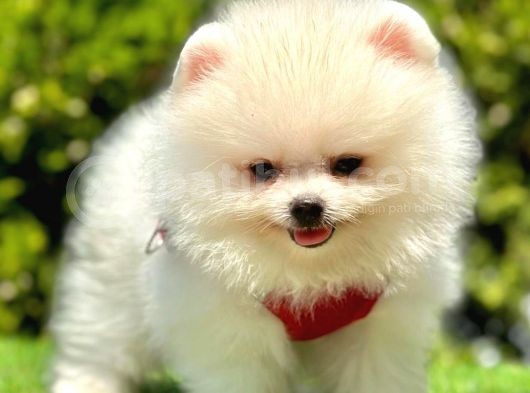 Safkan Pomeranian Boo Yavrularımız görsel