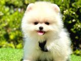 Safkan Pomeranian Boo Yavrularımız