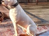 SOYU ÇOK SAĞLAM DOGO YAVRULAR