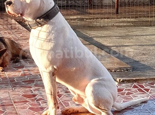 Soyu Çok Sağlam Dogo Yavrular