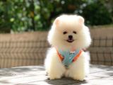 0-3 Aylık Yavru Pomeranian