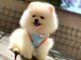0-3 Aylık Yavru Pomeranian